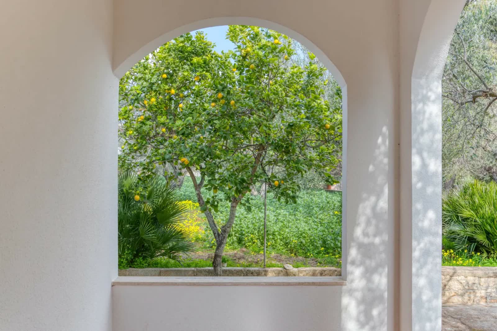 L’arco che incornicia il limone